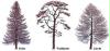 baum buch 8_2